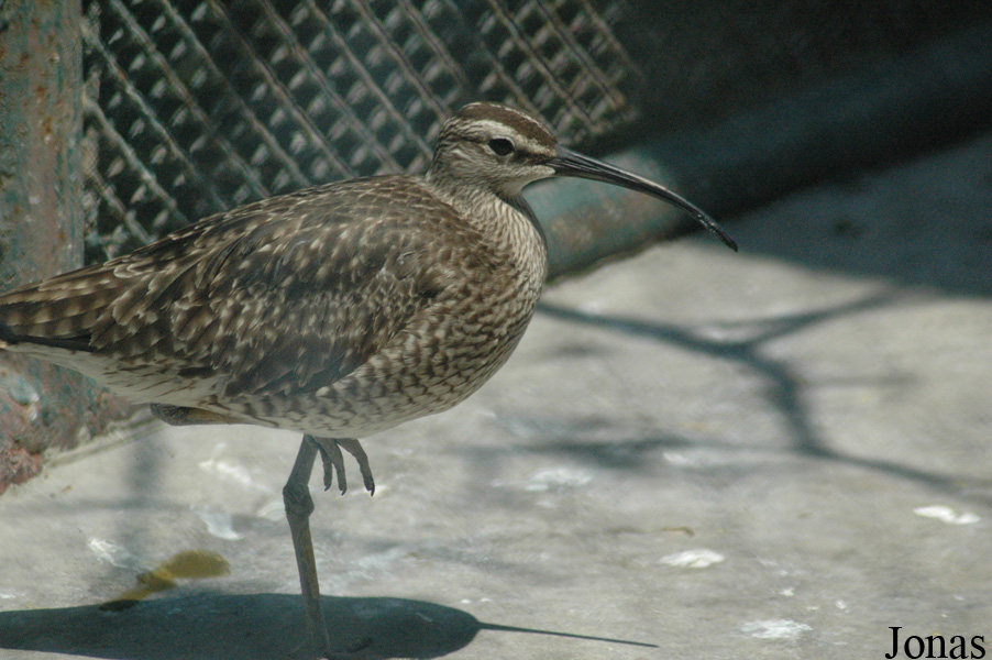 Numenius phaeopus