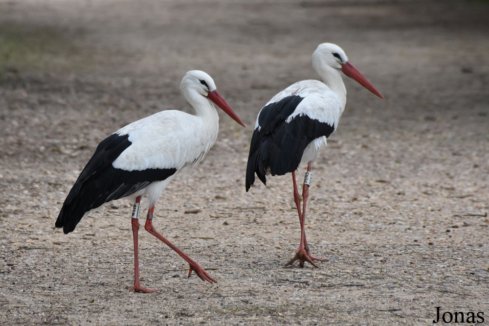 Ciconia ciconia