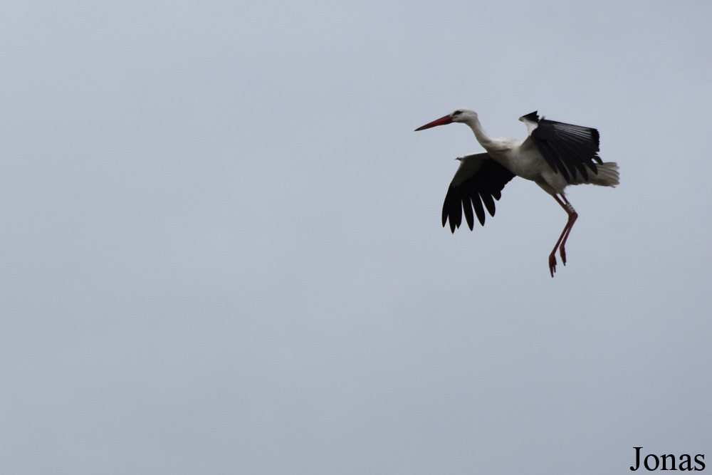 Ciconia ciconia