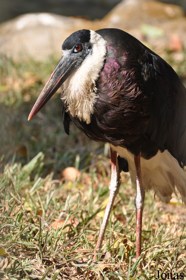 Ciconia episcopus