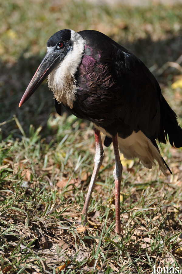 Ciconia episcopus