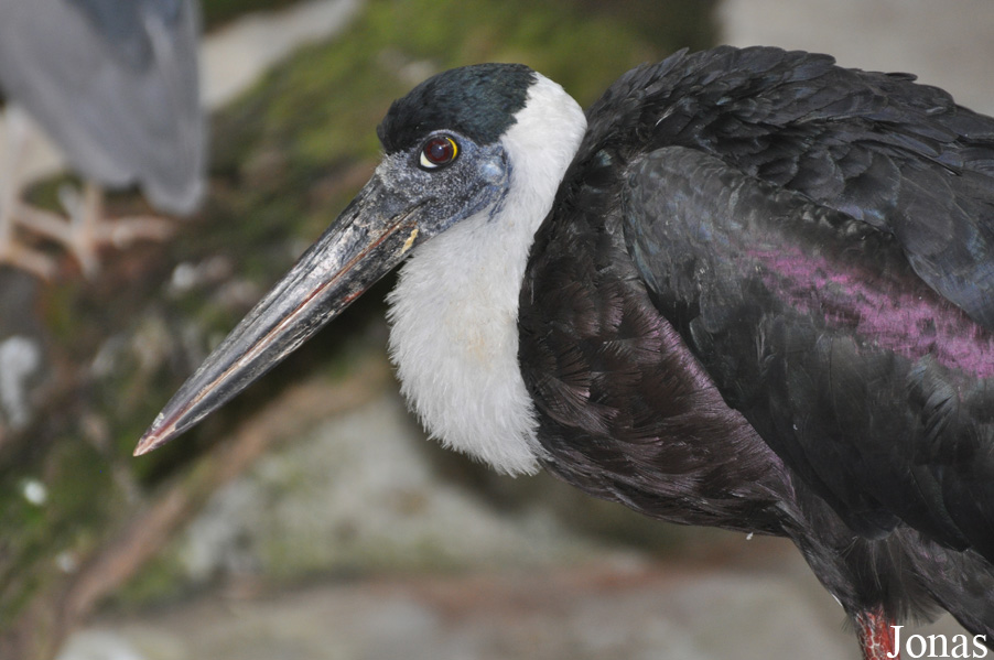 Ciconia episcopus