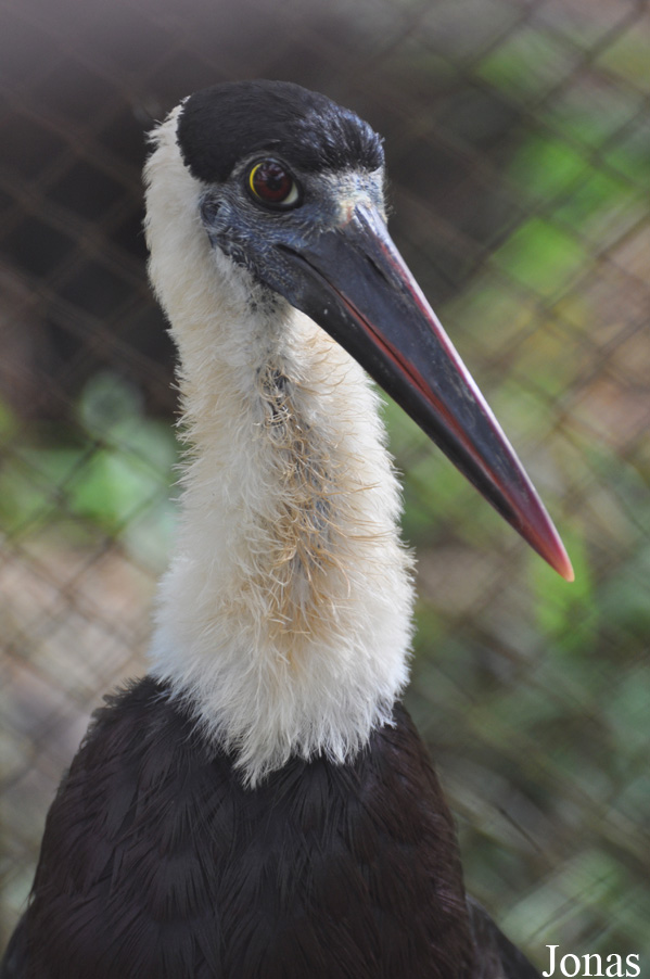 Ciconia episcopus