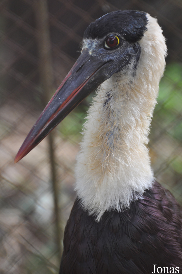 Ciconia episcopus