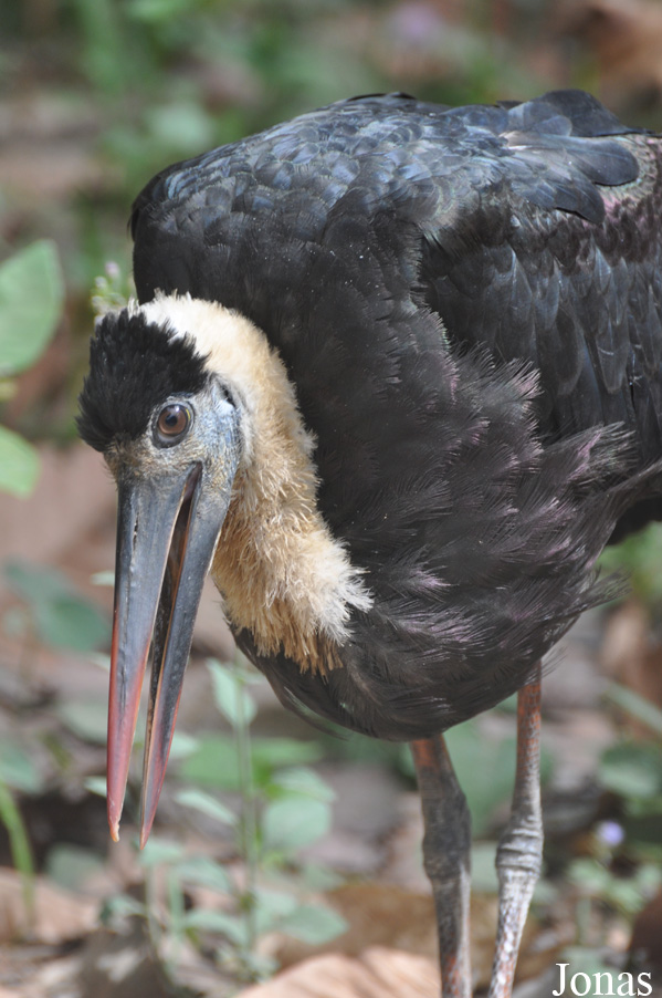 Ciconia episcopus