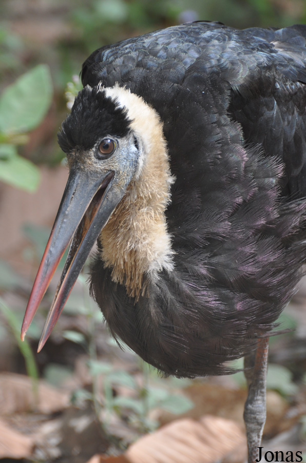 Ciconia episcopus