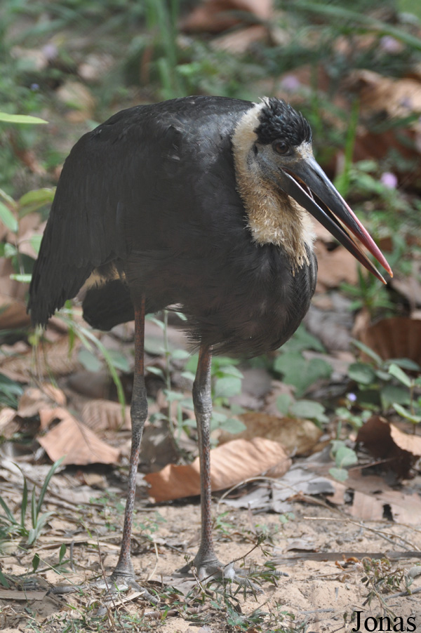 Ciconia episcopus