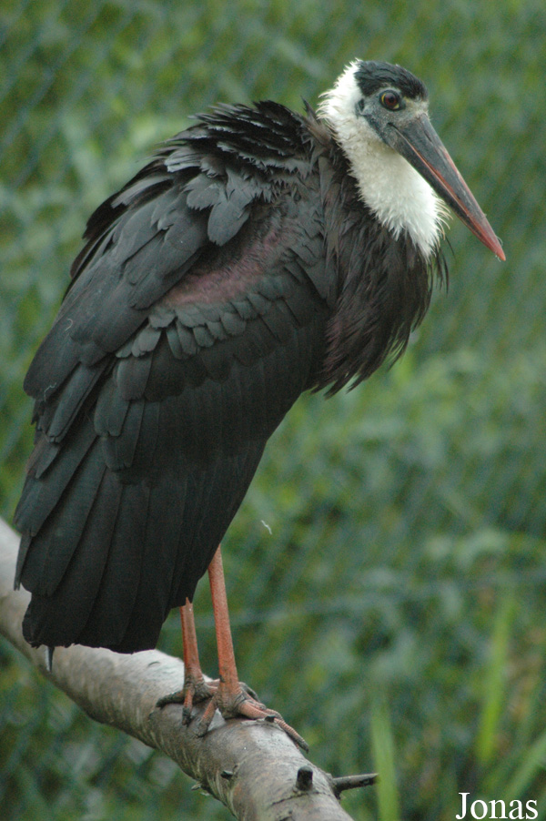 Ciconia episcopus