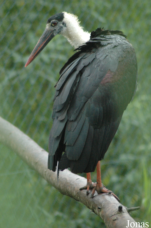 Ciconia episcopus