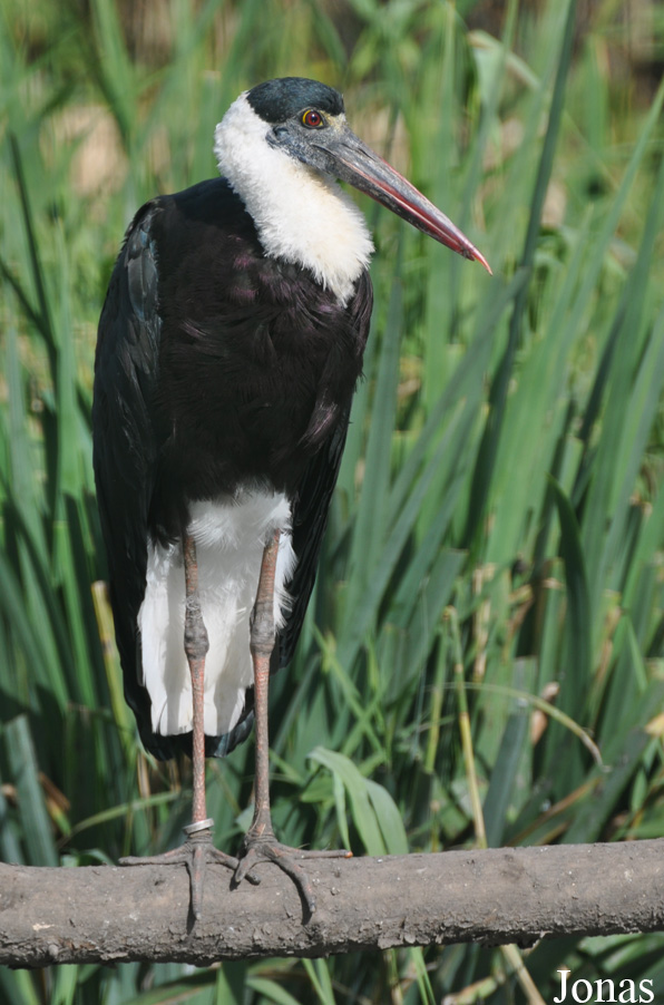 Ciconia episcopus
