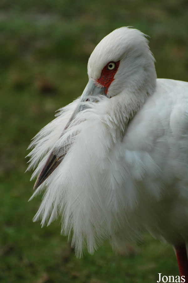Ciconia maguari