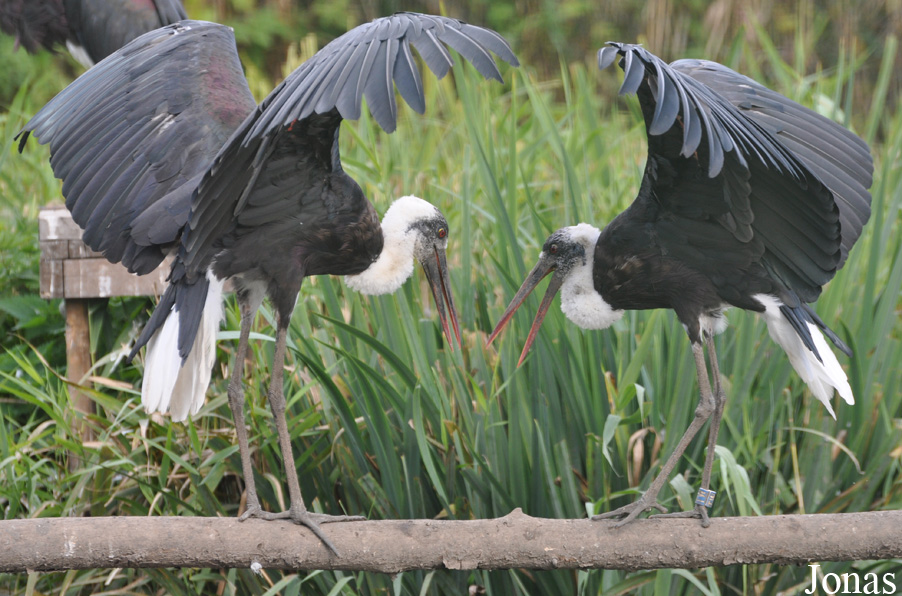 Ciconia microscelis