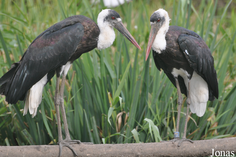 Ciconia microscelis