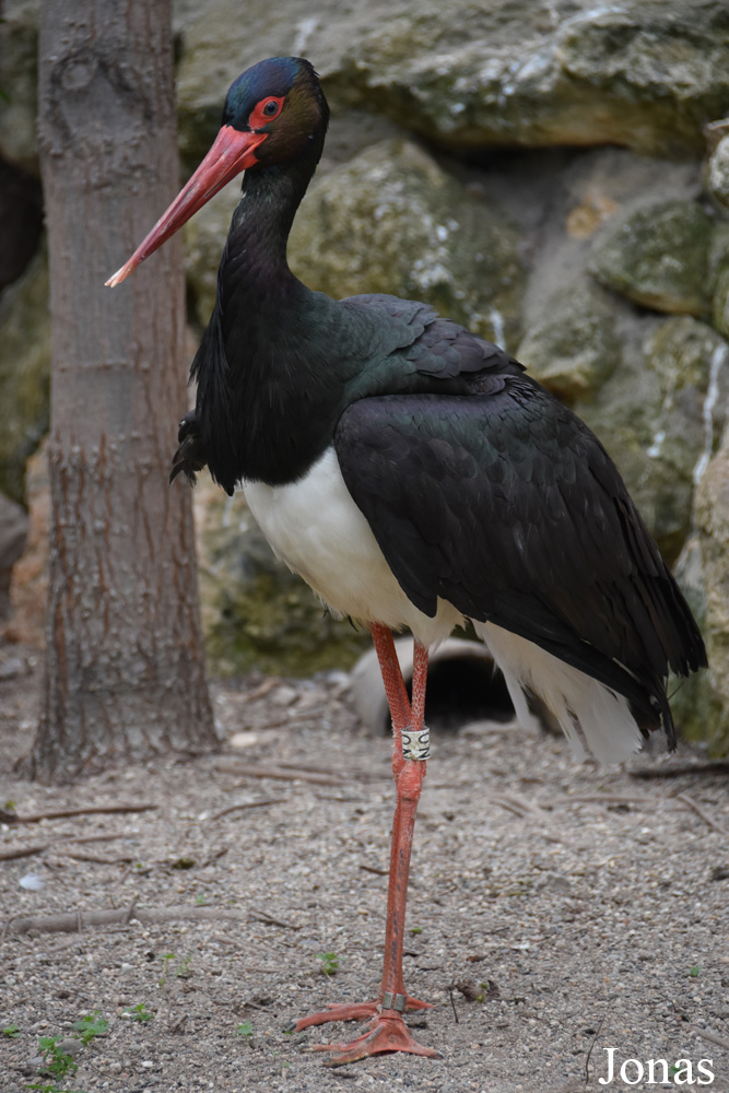 Ciconia nigra