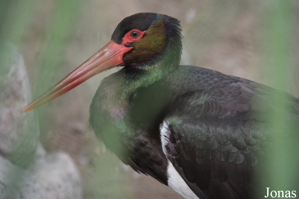 Ciconia nigra