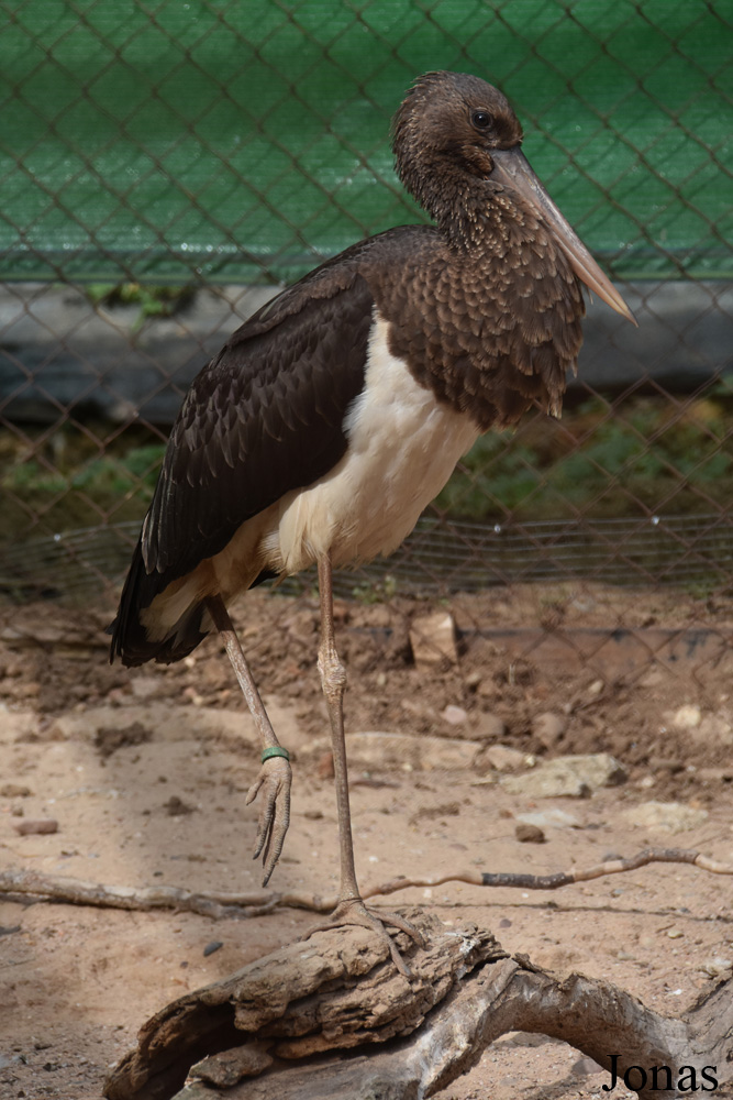 Ciconia nigra