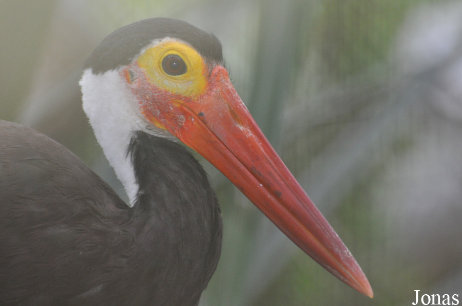 Ciconia stormi