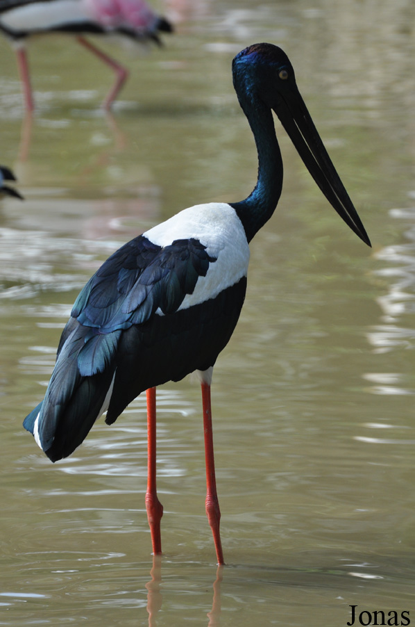 Ephippiorhynchus asiaticus asiaticus