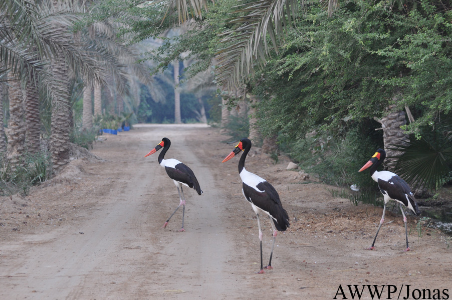 Ephippiorhynchus senegalensis