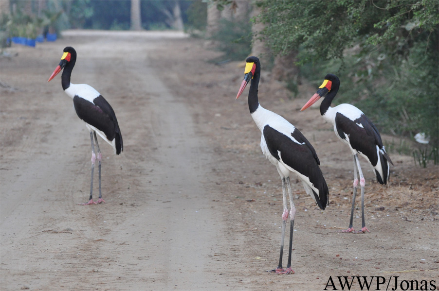Ephippiorhynchus senegalensis