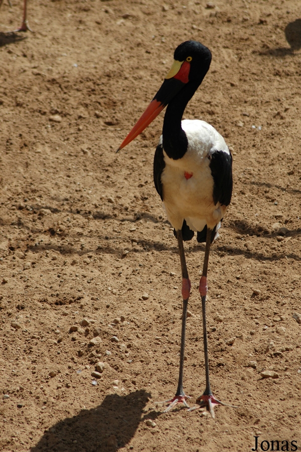 Ephippiorhynchus senegalensis