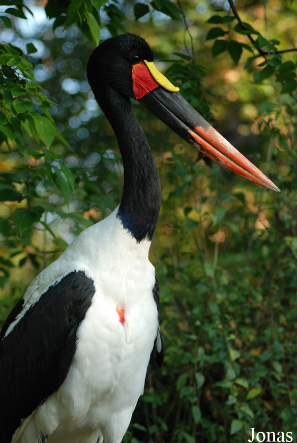 Ephippiorhynchus senegalensis