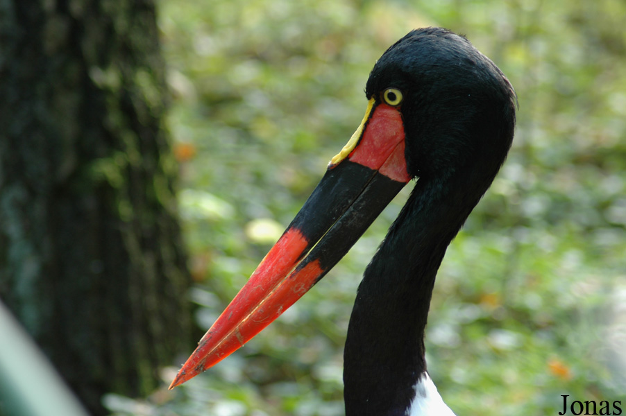 Ephippiorhynchus senegalensis