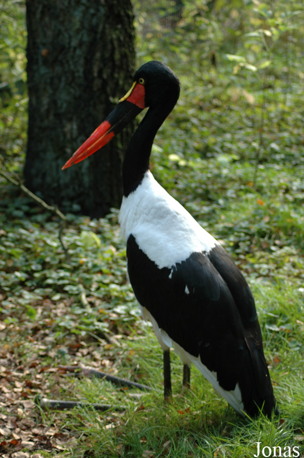 Ephippiorhynchus senegalensis