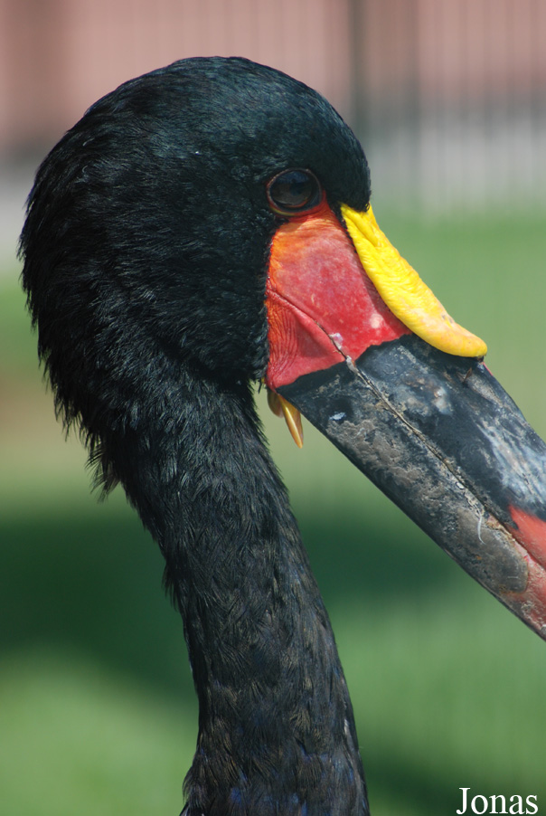 Ephippiorhynchus senegalensis