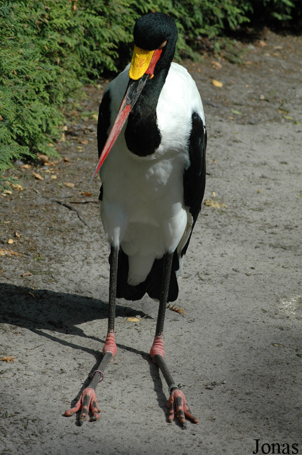 Ephippiorhynchus senegalensis