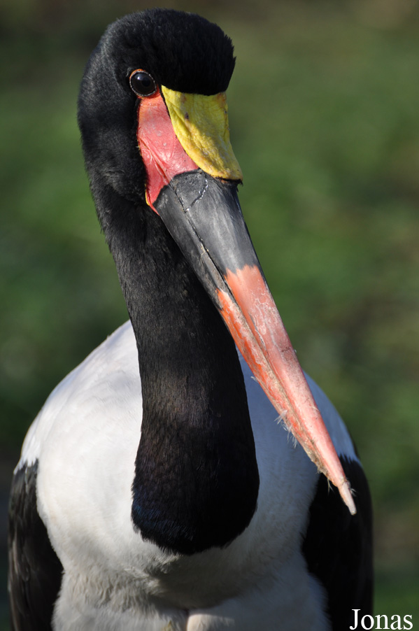 Ephippiorhynchus senegalensis