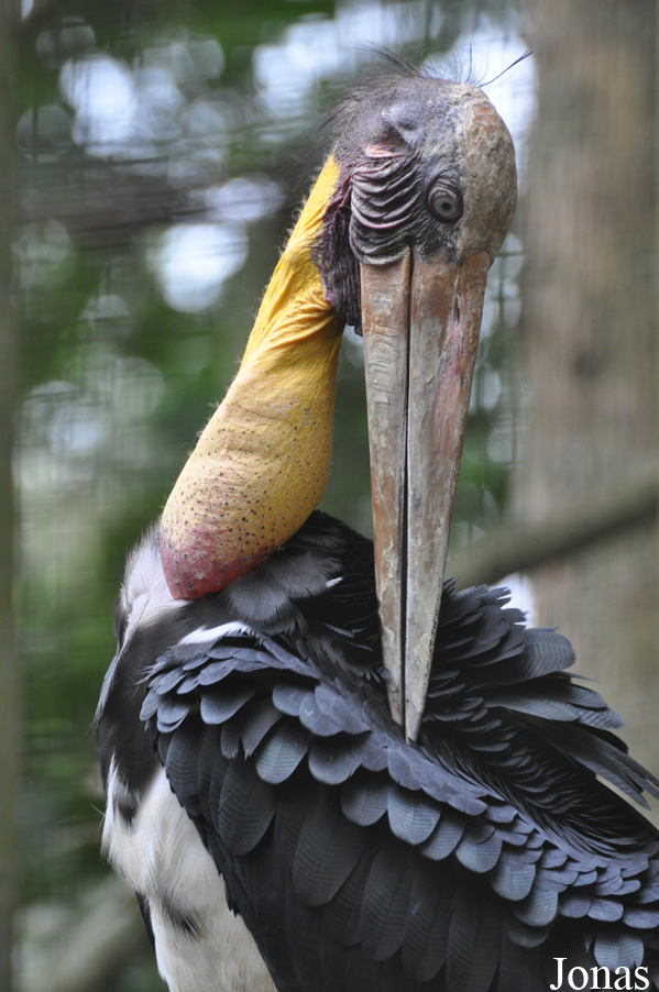 Leptoptilos javanicus