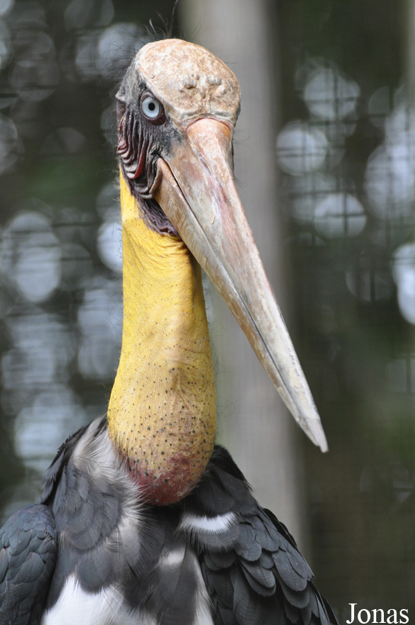 Leptoptilos javanicus