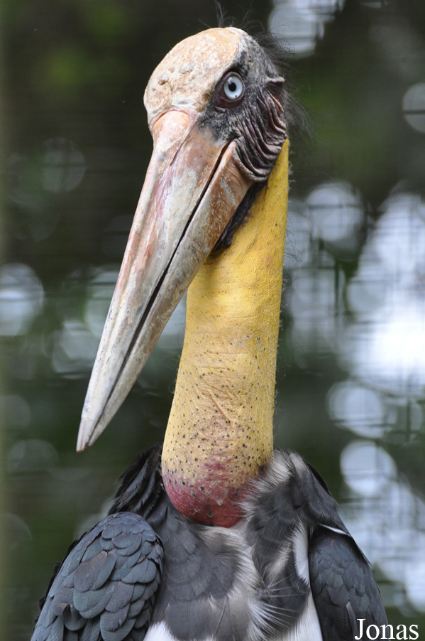 Leptoptilos javanicus