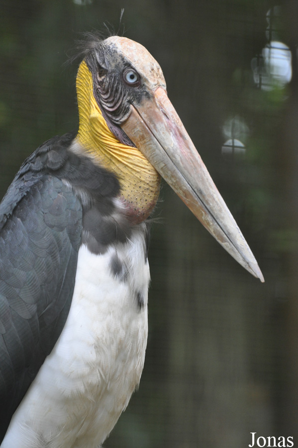 Leptoptilos javanicus