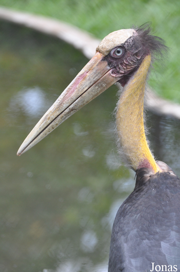 Leptoptilos javanicus