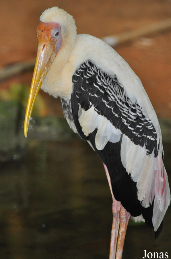 Mycteria leucocephala