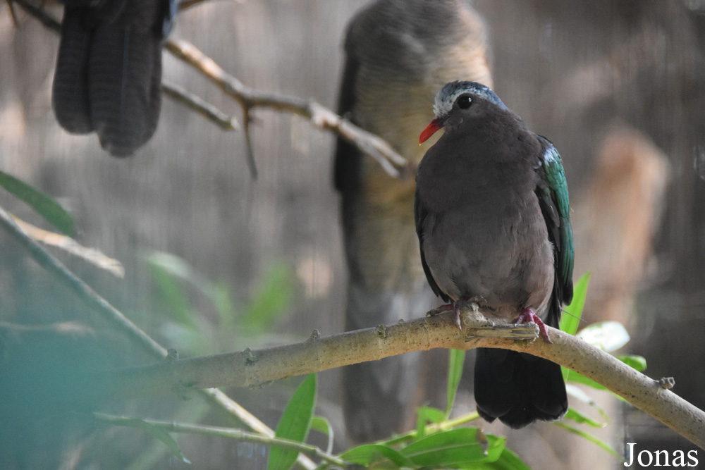 Chalcophaps indica
