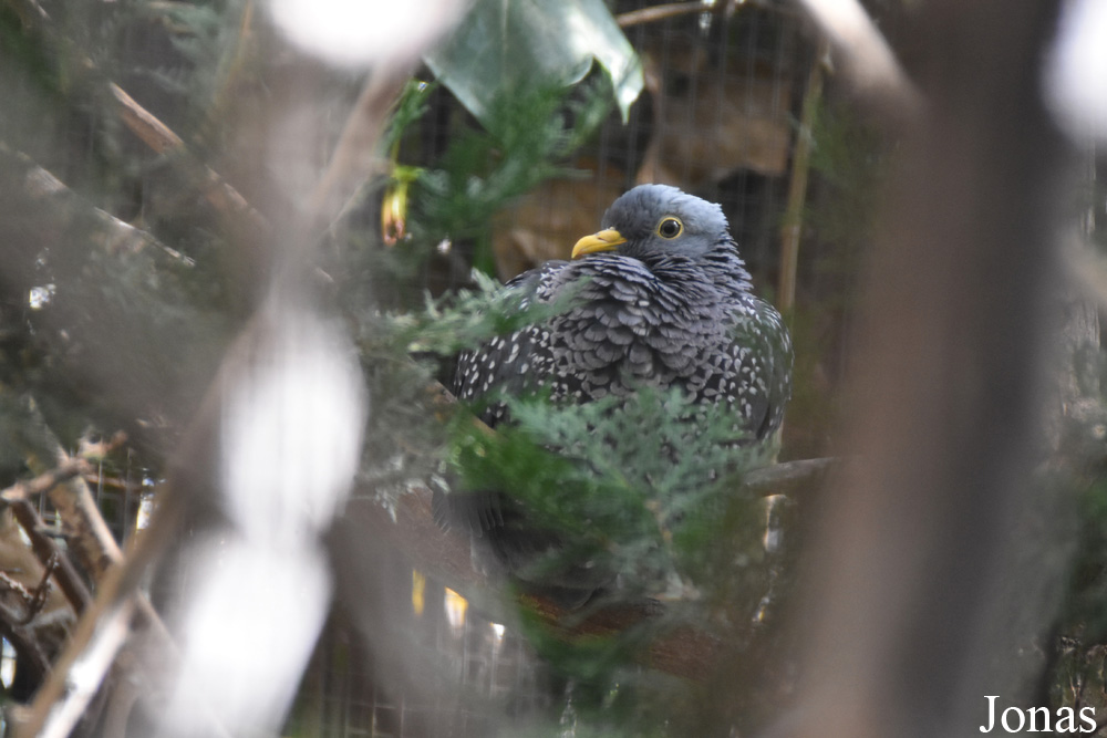 Columba arquatrix