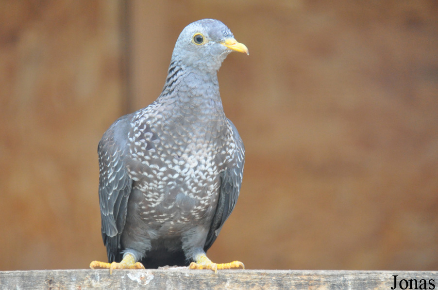 Columba arquatrix