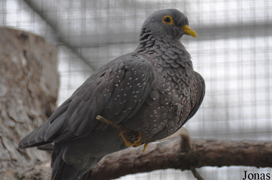 Columba arquatrix