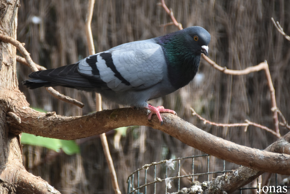 Columba livia