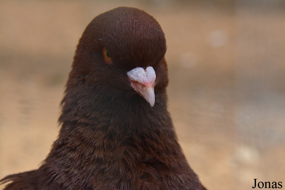 Pigeon domestique
