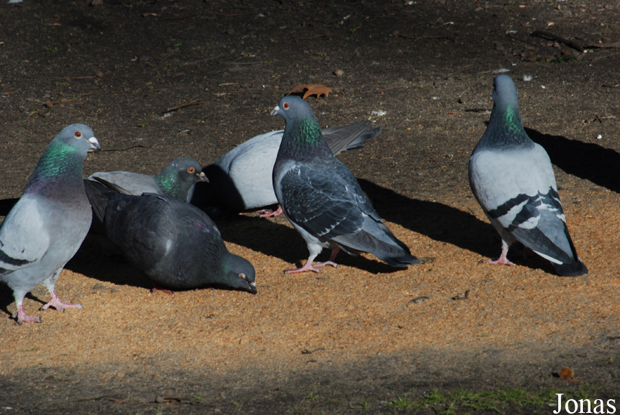 Pigeon domestique