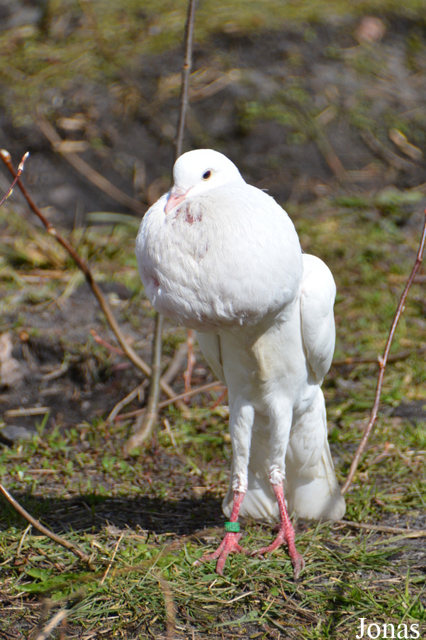 Pigeon domestique