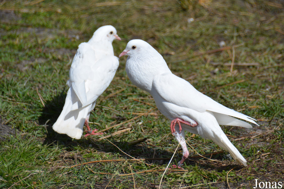 Pigeon domestique