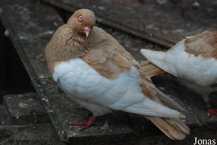 Pigeon domestique