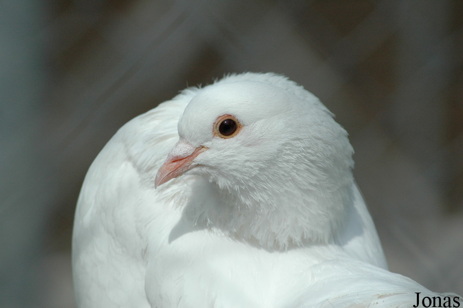 Pigeon domestique