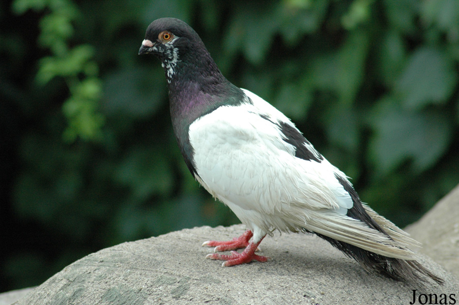 Pigeon domestique