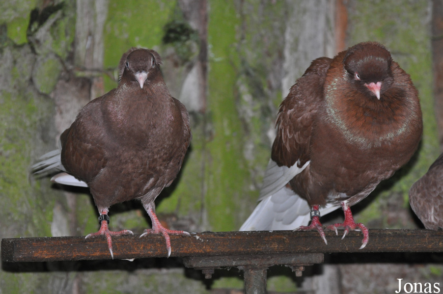 Pigeon Rostocker Tümmler